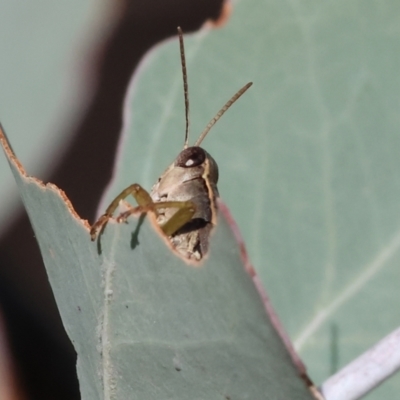 Phaulacridium vittatum (Wingless Grasshopper) at WREN Reserves - 31 Mar 2024 by KylieWaldon
