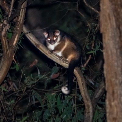 Pseudocheirus peregrinus (Common Ringtail Possum) at Bondo State Forest - 30 Mar 2024 by Ct1000