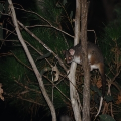 Pseudocheirus peregrinus at Bondo State Forest - 30 Mar 2024