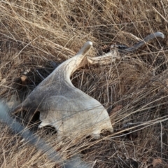 Unidentified Deer at Wodonga, VIC - 31 Mar 2024 by KylieWaldon