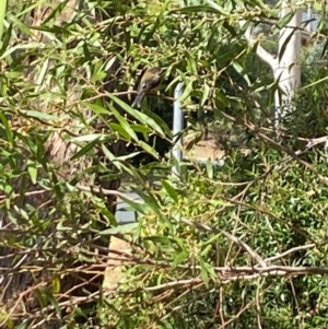 Acanthorhynchus tenuirostris at Aranda, ACT - 1 Apr 2024