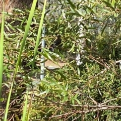 Acanthorhynchus tenuirostris at Aranda, ACT - 1 Apr 2024