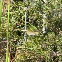 Acanthorhynchus tenuirostris at Aranda, ACT - 1 Apr 2024