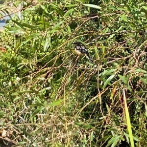 Acanthorhynchus tenuirostris at Aranda, ACT - 1 Apr 2024