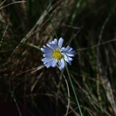 Brachyscome sp. (Cut-leaf Daisy) at Brindabella, NSW - 30 Mar 2024 by Ct1000