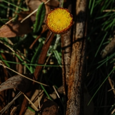 Coronidium monticola (Mountain Button Everlasting) at Bondo State Forest - 30 Mar 2024 by Ct1000