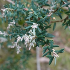 Acrothamnus hookeri (Mountain Beard Heath) at Tallaganda State Forest - 26 Mar 2024 by RobG1