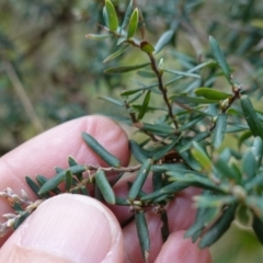 Acrothamnus hookeri at Tallaganda State Forest - 27 Mar 2024