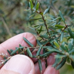 Acrothamnus hookeri at Tallaganda State Forest - 27 Mar 2024