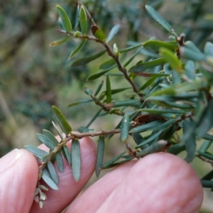 Acrothamnus hookeri at Tallaganda State Forest - 27 Mar 2024