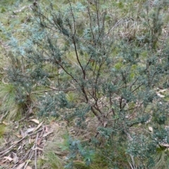 Acrothamnus hookeri at Tallaganda State Forest - 27 Mar 2024