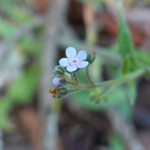 Cynoglossum australe at Tallaganda State Forest - 27 Mar 2024