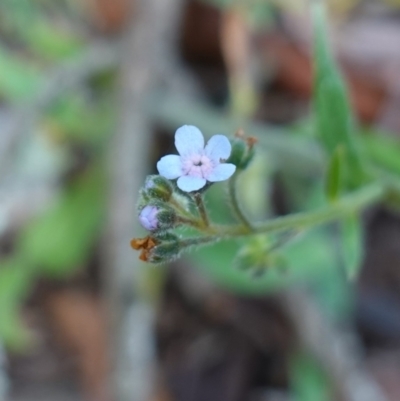 Cynoglossum australe (Australian Forget-me-not) at Tallaganda State Forest - 27 Mar 2024 by RobG1