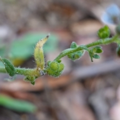 Cynoglossum australe at Tallaganda State Forest - 27 Mar 2024