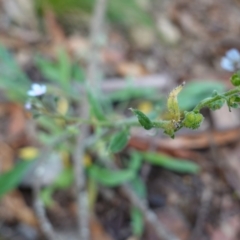 Cynoglossum australe at Tallaganda State Forest - 27 Mar 2024