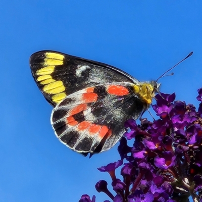 Delias harpalyce (Imperial Jezebel) at Braidwood, NSW - 31 Mar 2024 by MatthewFrawley