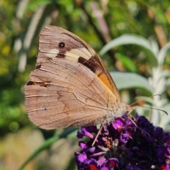 Heteronympha merope (Common Brown Butterfly) at Braidwood, NSW - 1 Apr 2024 by MatthewFrawley