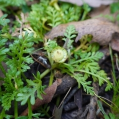 Leptinella filicula (Mountain Cotula) at Anembo, NSW - 27 Mar 2024 by RobG1