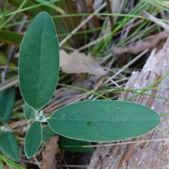 Olearia megalophylla (Large-leaf Daisy-bush) at Anembo, NSW - 27 Mar 2024 by RobG1