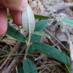 Olearia megalophylla at Gourock National Park - 27 Mar 2024