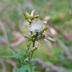 Senecio biserratus (Jagged Fireweed) at Gourock National Park - 27 Mar 2024 by RobG1