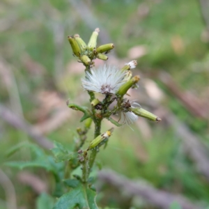 Senecio biserratus at Gourock National Park - 27 Mar 2024 11:53 AM