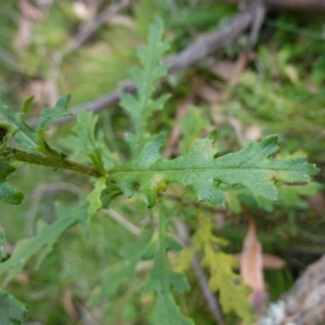 Senecio biserratus at Gourock National Park - 27 Mar 2024