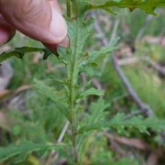 Senecio biserratus at Gourock National Park - 27 Mar 2024