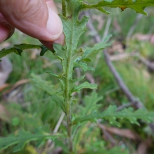 Senecio biserratus at Gourock National Park - 27 Mar 2024