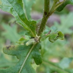 Senecio biserratus at Gourock National Park - 27 Mar 2024 11:53 AM