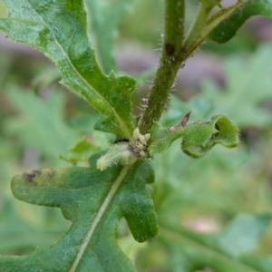 Senecio biserratus at Gourock National Park - 27 Mar 2024