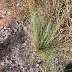Nassella trichotoma (Serrated Tussock) at Mount Majura - 1 Apr 2024 by abread111