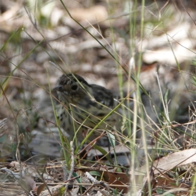 Pyrrholaemus sagittatus (Speckled Warbler) at Hall, ACT - 1 Apr 2024 by Anna123