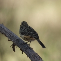 Pyrrholaemus sagittatus at Hall, ACT - 1 Apr 2024