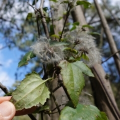 Clematis aristata at Anembo, NSW - 27 Mar 2024 11:58 AM