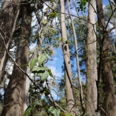 Clematis aristata at Anembo, NSW - 27 Mar 2024