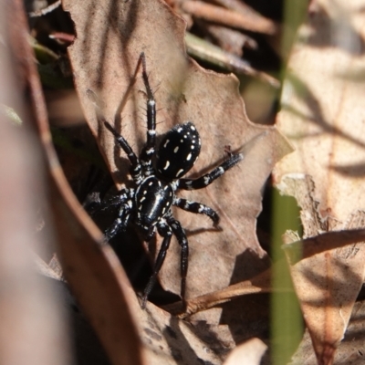 Nyssus albopunctatus (White-spotted swift spider) at Hall, ACT - 1 Apr 2024 by Anna123