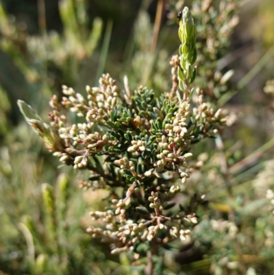 Acrothamnus hookeri (Mountain Beard Heath) at Tallaganda National Park - 27 Mar 2024 by RobG1