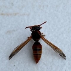 Polistes (Polistella) humilis at Gilmore, ACT - 1 Apr 2024