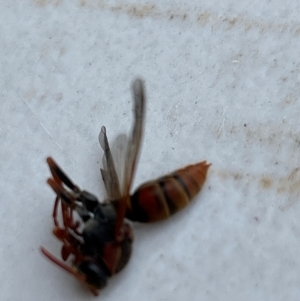 Polistes (Polistella) humilis at Gilmore, ACT - 1 Apr 2024