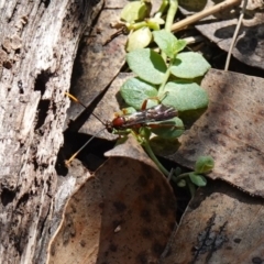 Labium sp. (genus) (An Ichneumon wasp) at Anembo, NSW - 27 Mar 2024 by RobG1