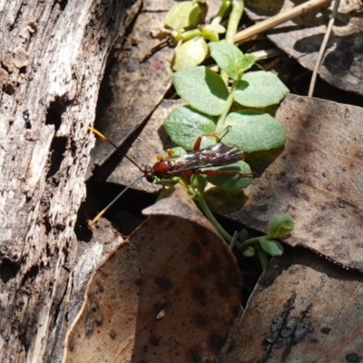 Labium sp. (genus) (An Ichneumon wasp) at Tallaganda National Park - 27 Mar 2024 by RobG1