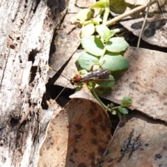 Labium sp. (genus) at Tallaganda National Park - 27 Mar 2024