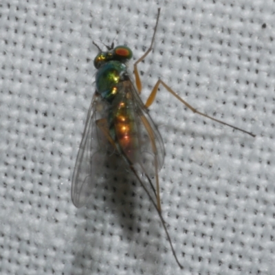 Sciapodinae (subfamily) (A long-legged fly) at Freshwater Creek, VIC - 11 Feb 2024 by WendyEM