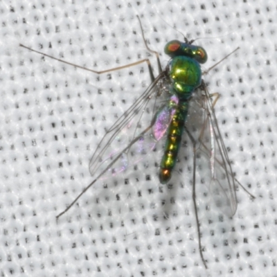 Unidentified Long-legged Fly (Dolichopodidae) at Freshwater Creek, VIC - 11 Feb 2024 by WendyEM