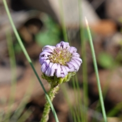 Lagenophora stipitata (Common Lagenophora) at Tallaganda National Park - 27 Mar 2024 by RobG1