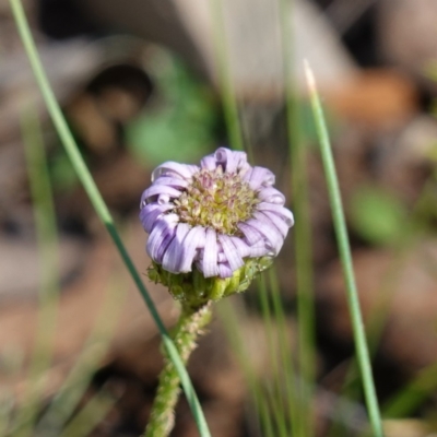 Lagenophora stipitata (Common Lagenophora) at Tallaganda National Park - 27 Mar 2024 by RobG1