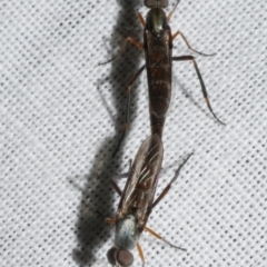 Therevidae (family) (Unidentified stiletto fly) at Freshwater Creek, VIC - 11 Feb 2024 by WendyEM