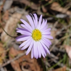 Brachyscome spathulata (Coarse Daisy, Spoon-leaved Daisy) at Gourock National Park - 27 Mar 2024 by RobG1