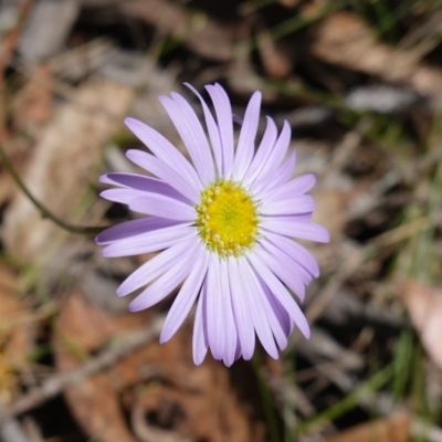 Brachyscome spathulata (Coarse Daisy, Spoon-leaved Daisy) at Anembo, NSW - 27 Mar 2024 by RobG1